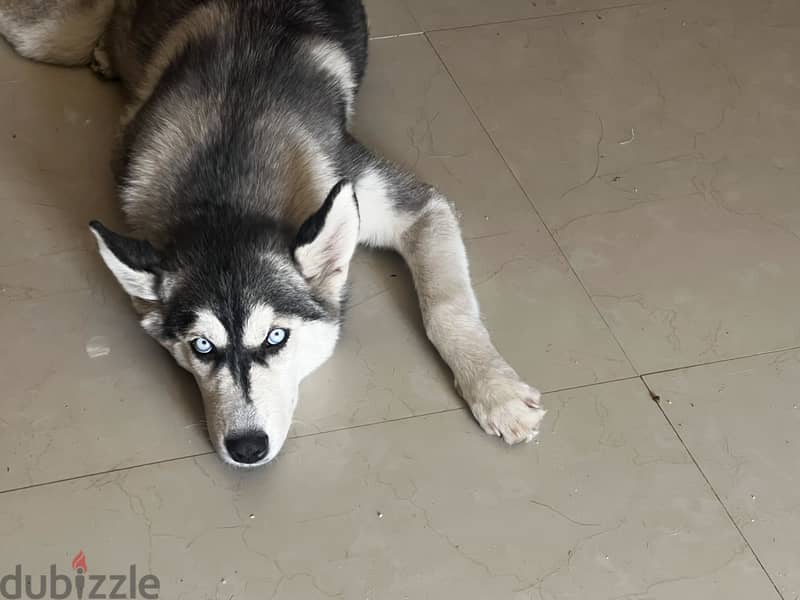 Beautiful small Husky 2