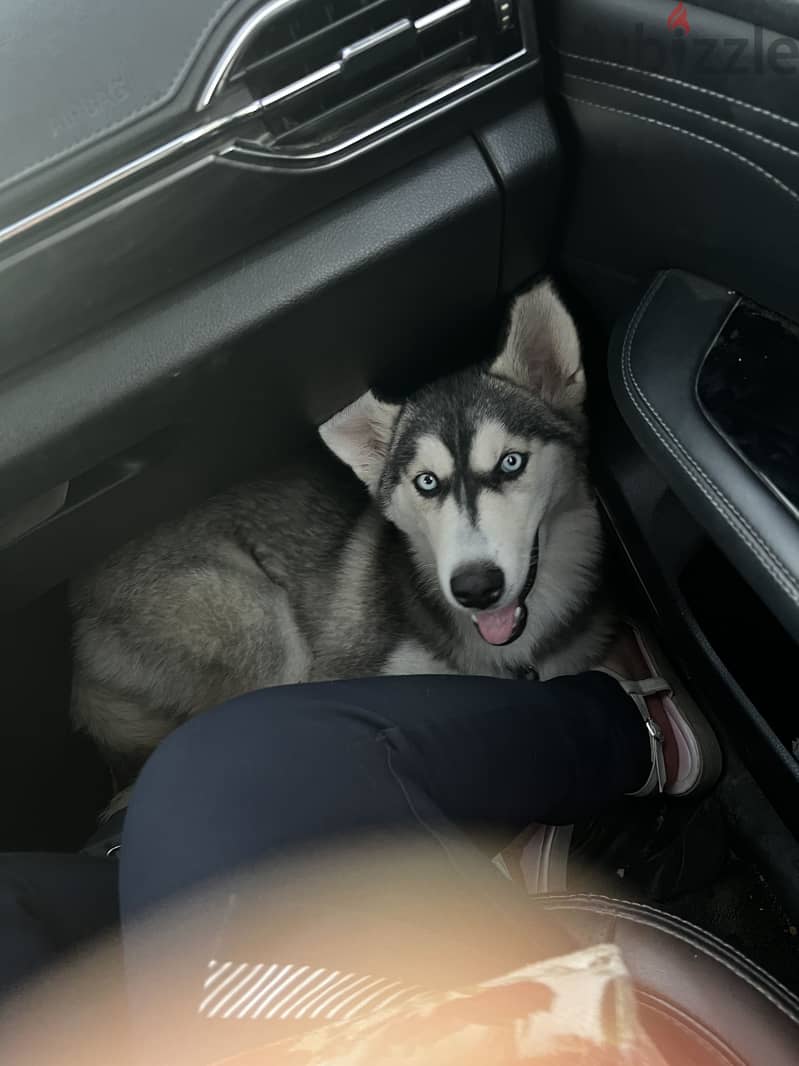 Beautiful small Husky 3