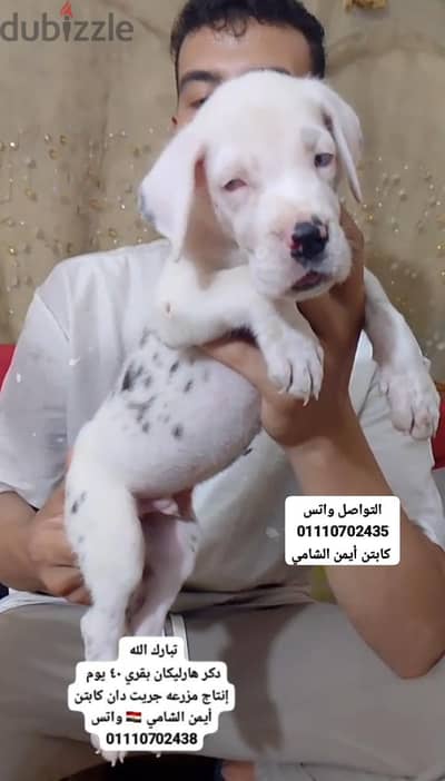 جريت دان Great Dan جريد دان