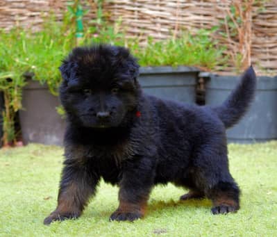 جراوي جيرمن شيبرد شولاين German Shepard puppy male German female