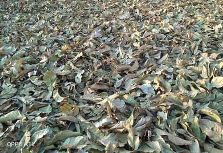 عطارة