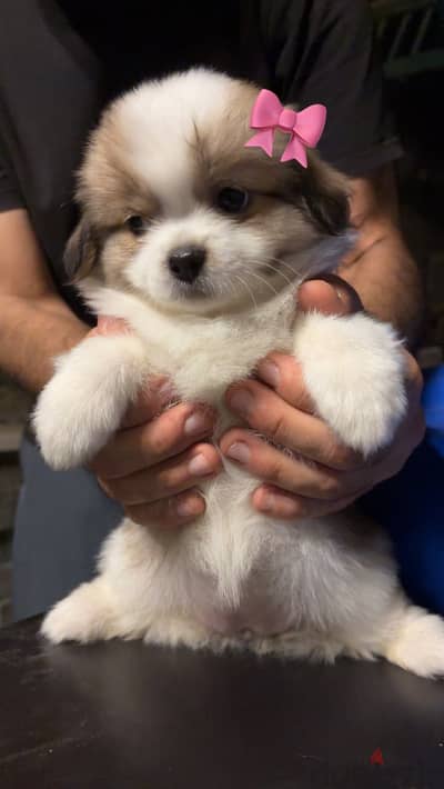 Puppies Papillon 50 days