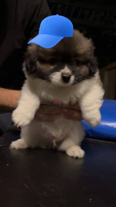 Puppy Papillon male 50 days