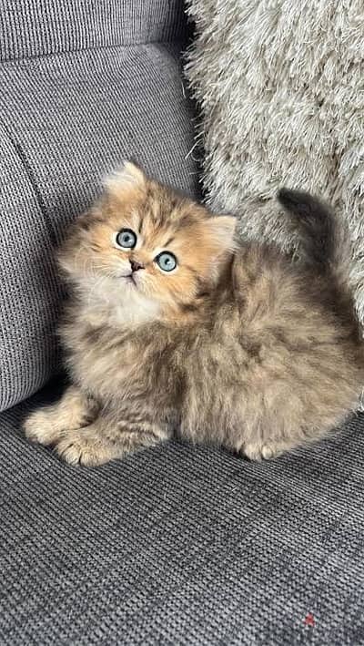 doll face persian cat