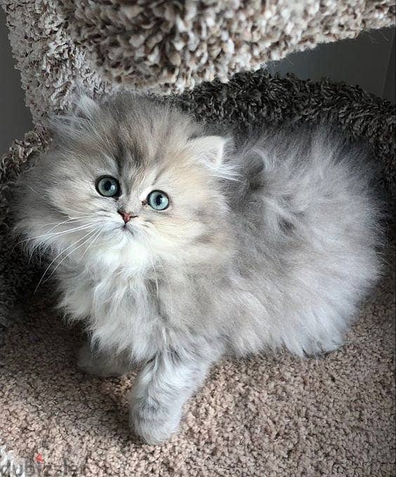 doll face persian cat 1