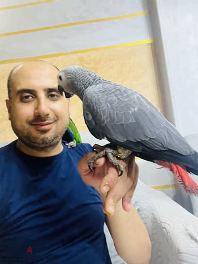 بسم الله مشاء الله زنجباري تفريخ مصري هادي جدا مفيش عض حجم ضخم بييرطم