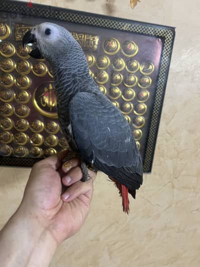 بسم الله مشاء الله زنجباري تفريخ مصري هادي جدا مفيش عض حجم ضخم بييرطم