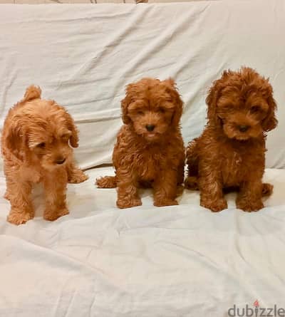 coca poodle سعر خاص جدا جدا للذكر والانثى معا