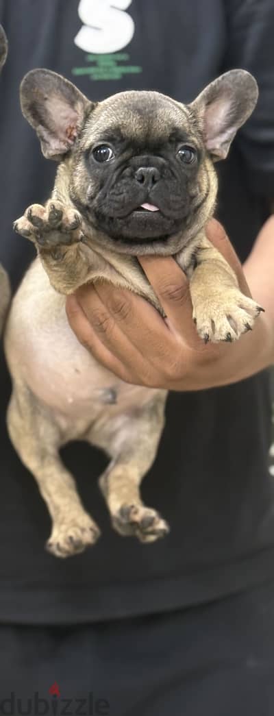 French bulldog puppy فرنش بولدوج