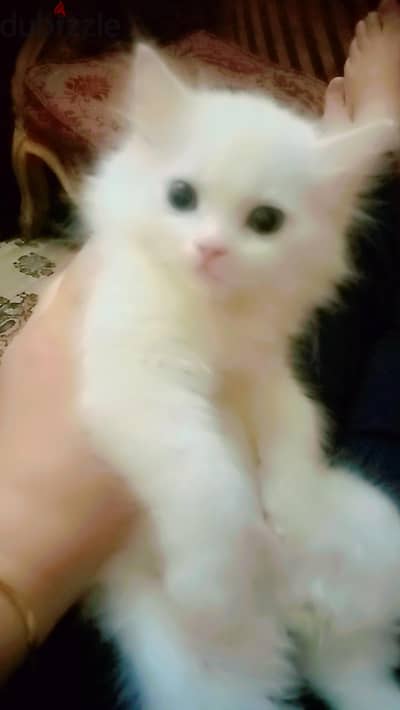 سنو وايت