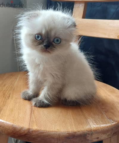 Himalayan Persian boy 2 months