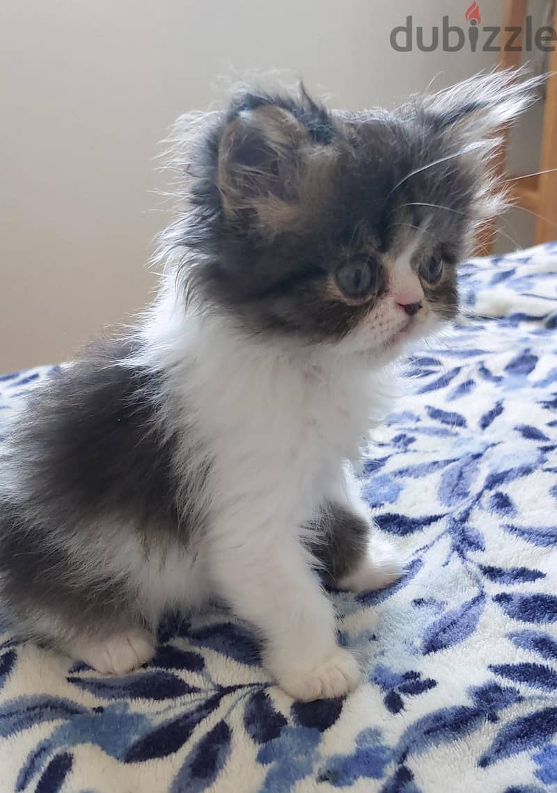 Persian boy 2 months 1