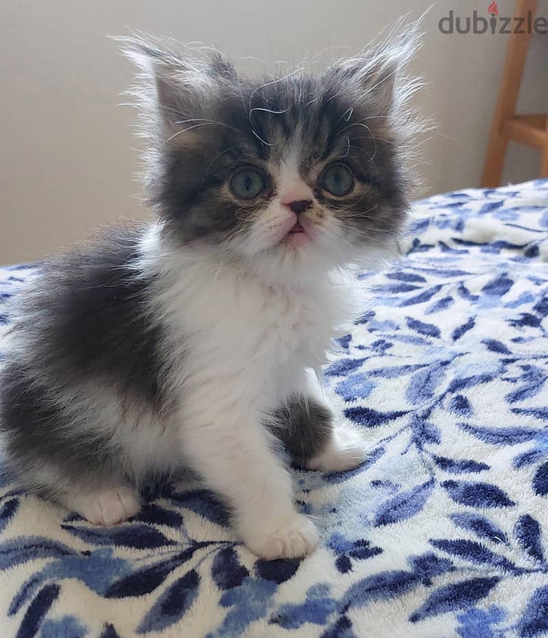 Persian boy 2 months 2