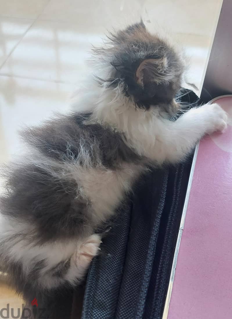 Persian boy 2 months 3