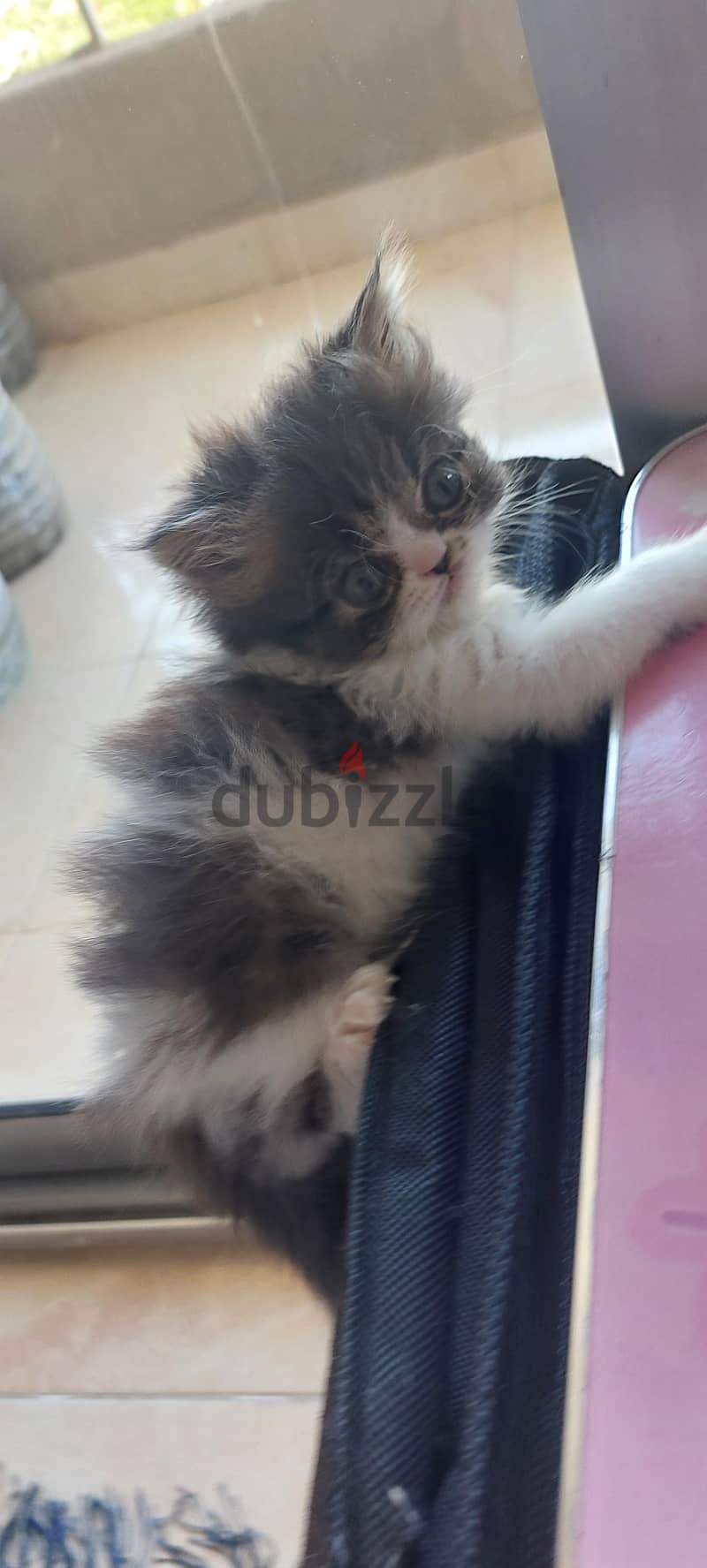 Persian boy 2 months 4
