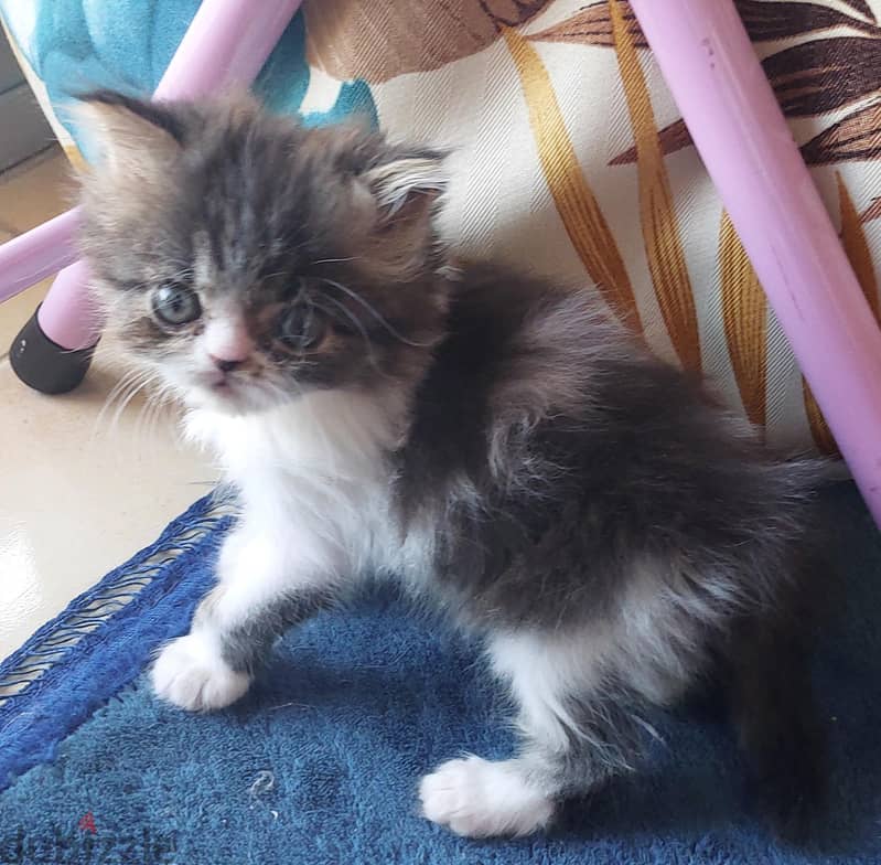 Persian boy 2 months 5