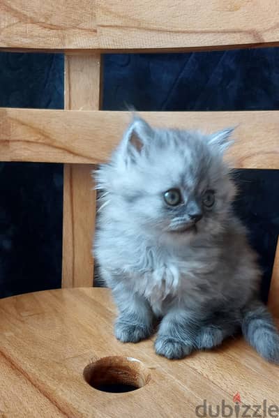 2 Persian girl 2 months