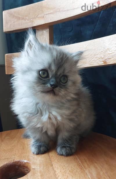 Persian girl 2 months