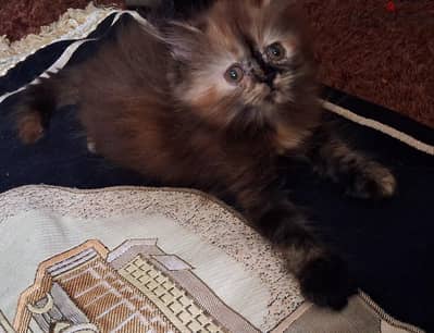 قطه انثي بيرشن هاف بيكي