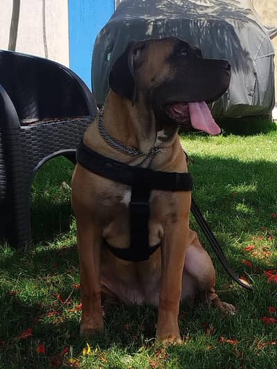 Cane Corso