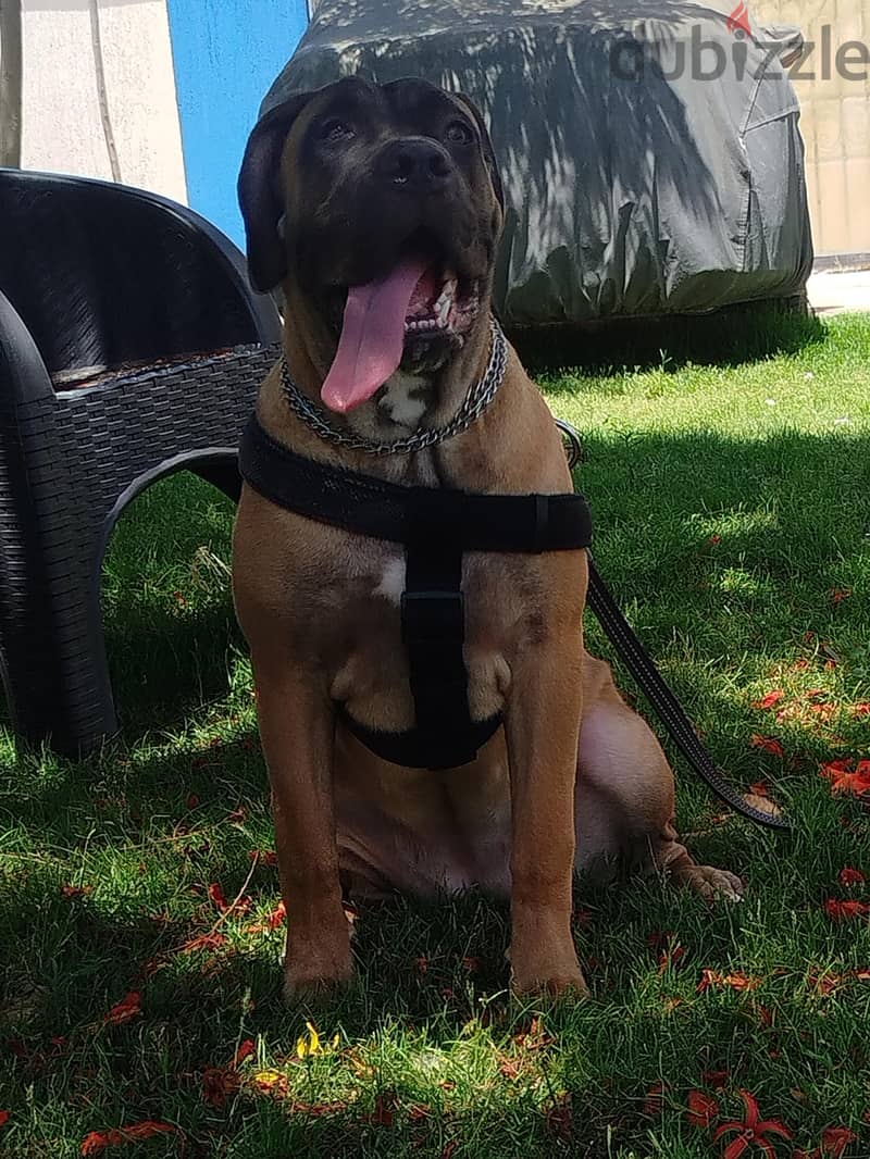 Cane Corso 1