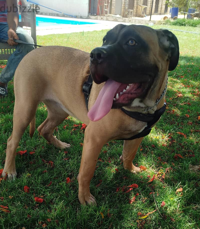 Cane Corso 2