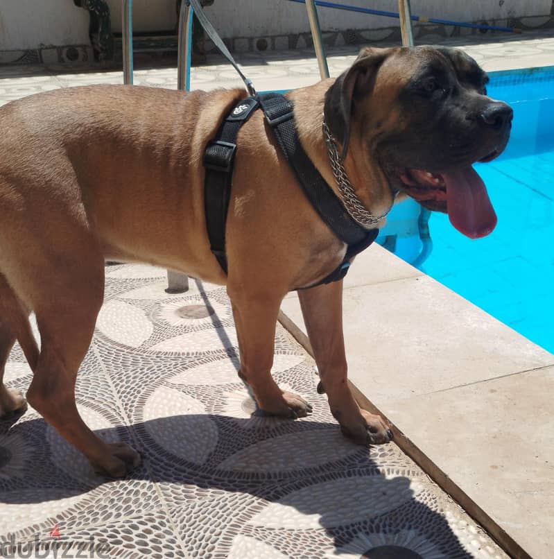 Cane Corso 3