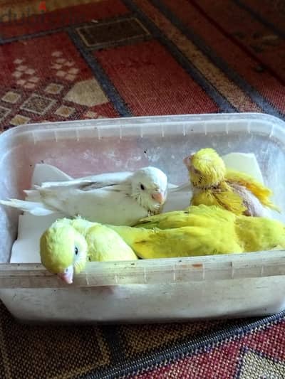 ببغاء روز و أسترالي