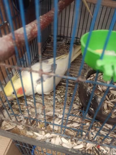 قص كوكتيل ذكر ڤوتيه رايق ونتاية لاتيني