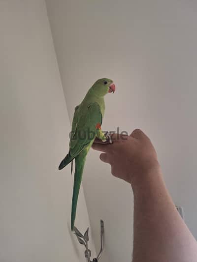 مشاء الله الله اكبر فرد دره هندي تأكيل يدوي مدرب