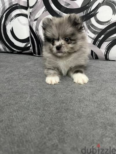Pomeranian بومرينيان