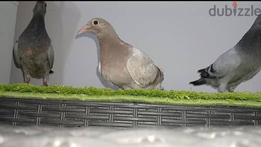 عش زغاليل زاجل بديري اهالي ابطال