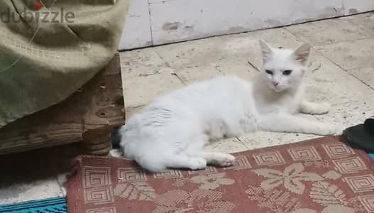 قطه للتبني