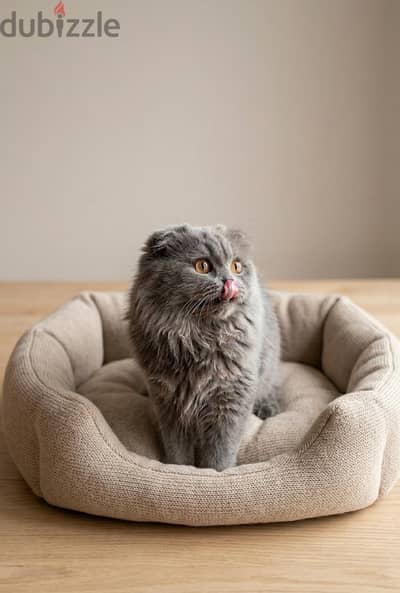 بنوته scottish fold