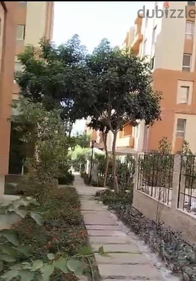كموند دجله بالمز