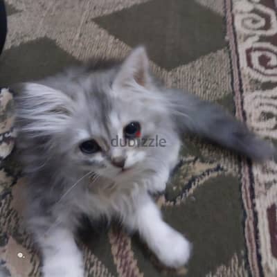 قطه رومي رمادي