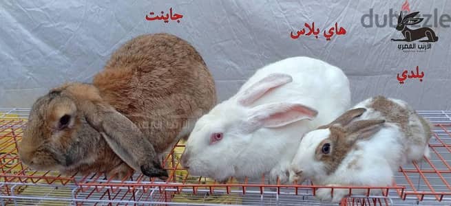 ١٣٠ ج للكيلو