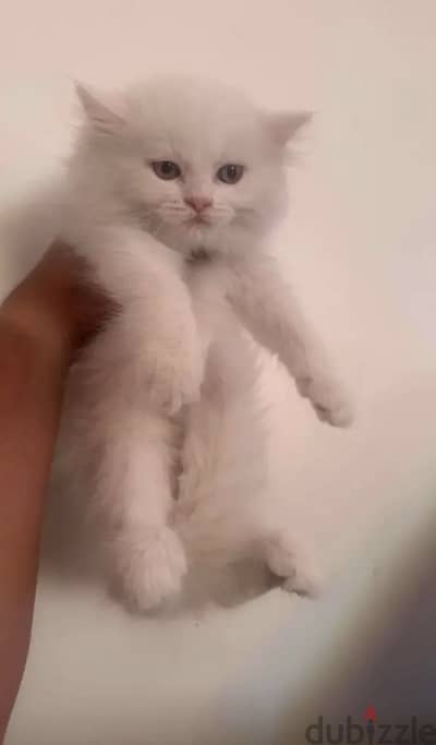قطط شيرازى