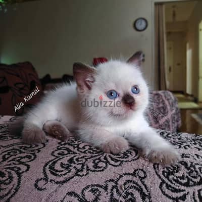 Seal point Scottish straight اسكوتش سكوتش