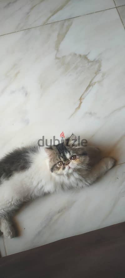 للبيع قط بيرشن