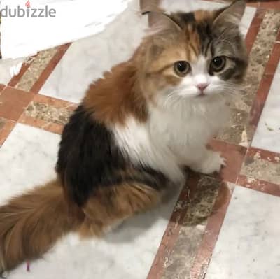 قطة شيرازي