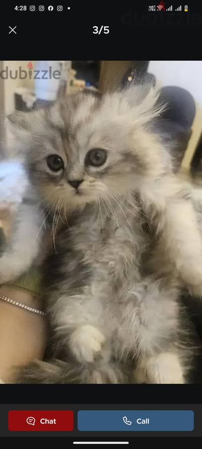 قطه بيور
