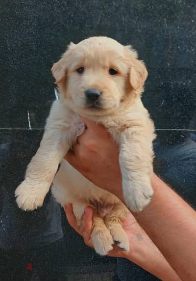 golden retriever