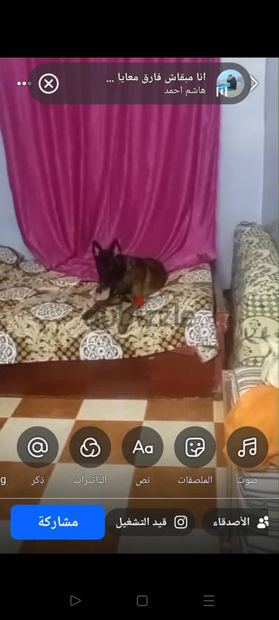 كلب مالينو بيووور