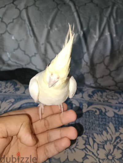 كوكيل لاتيني