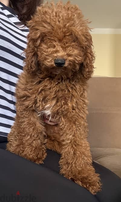 Female toy poodle
