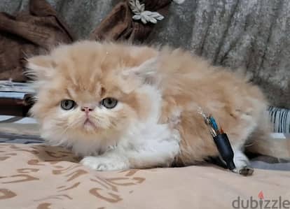 ذكر ريد وايت