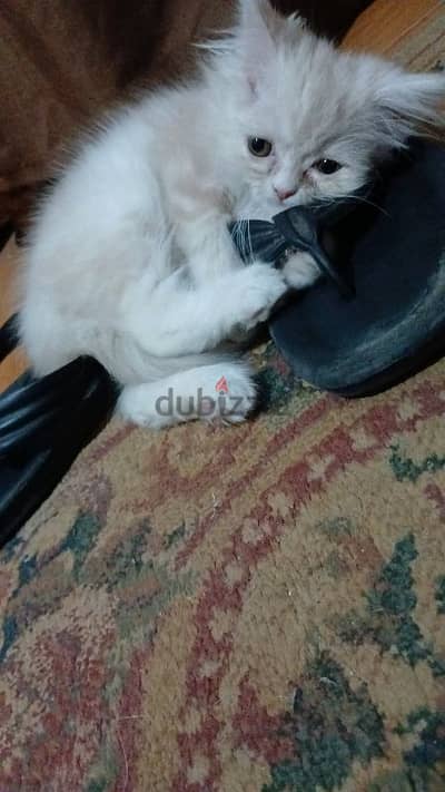 قطه شيرازي