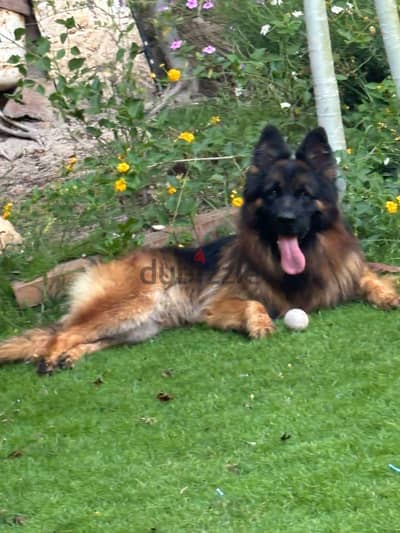 male German shepherd