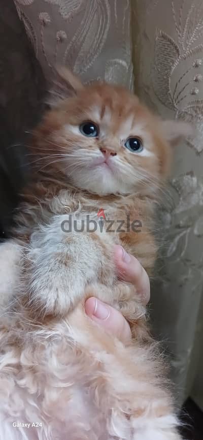 قط شيرازي بيور عمر ٤٥ يوم